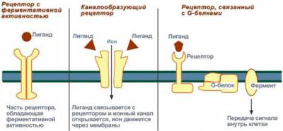 Виды мембраносвязанных рецепторов