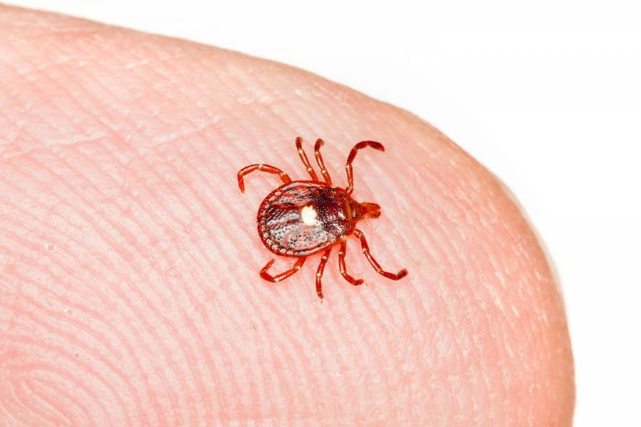 Lone star or seed tick on finger