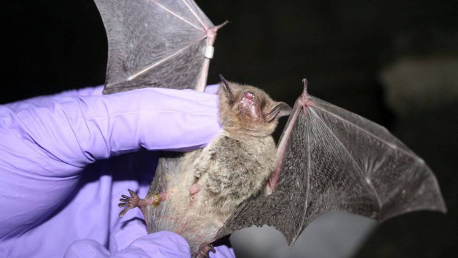 1535560386_bat-169-1.jpg