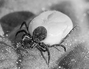 Tick