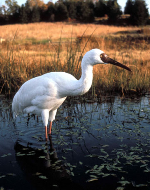  D-LOOP FRAGMENT VARIABILITY OF  MITOСHONDRIAL DNA IN  SIBERIAN WHITE CRANE 